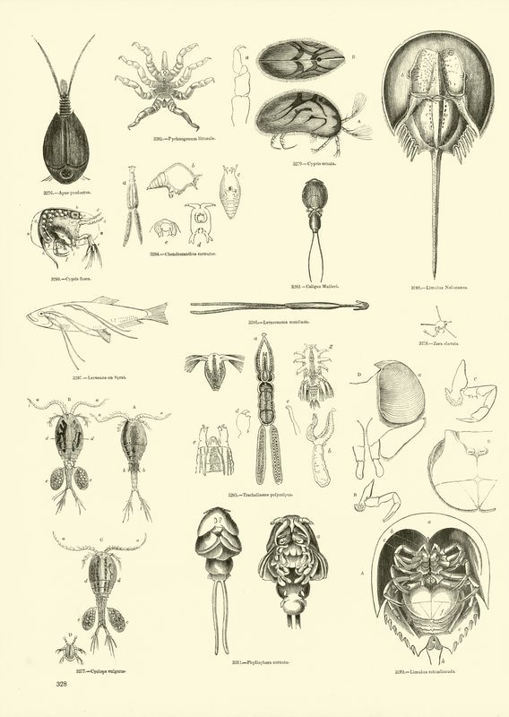 Seite aus dem Bildmuseum der belebten Natur von English School