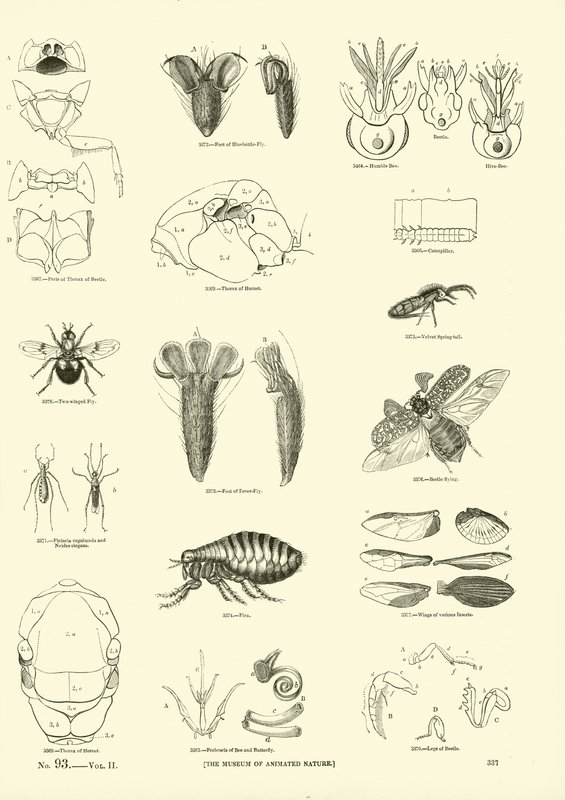Seite aus dem Bildmuseum der belebten Natur von English School