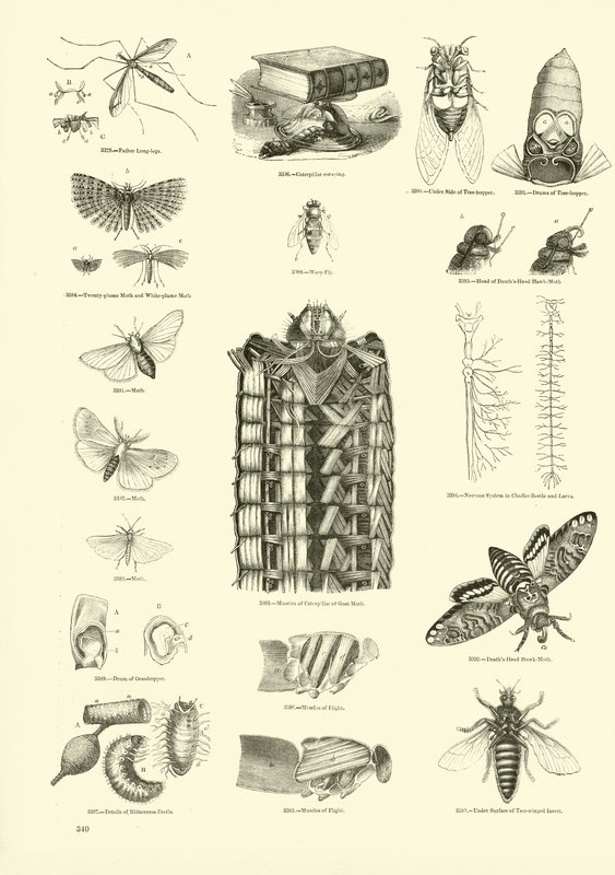 Seite aus dem Bildmuseum der belebten Natur von English School