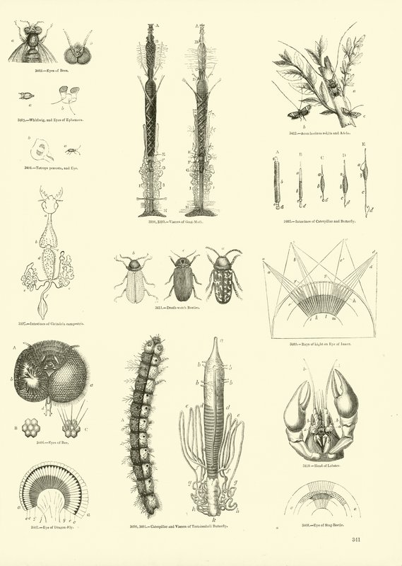 Seite aus dem Bildmuseum der belebten Natur von English School