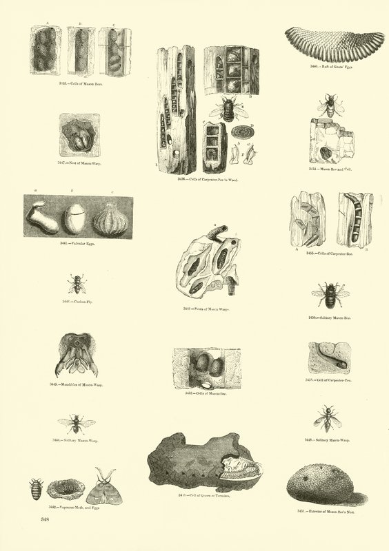 Seite aus dem Bildmuseum der belebten Natur von English School