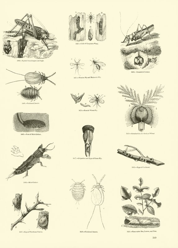 Seite aus dem Bildmuseum der belebten Natur von English School