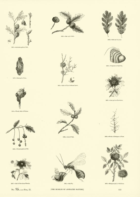 Seite aus dem Bildmuseum der belebten Natur von English School