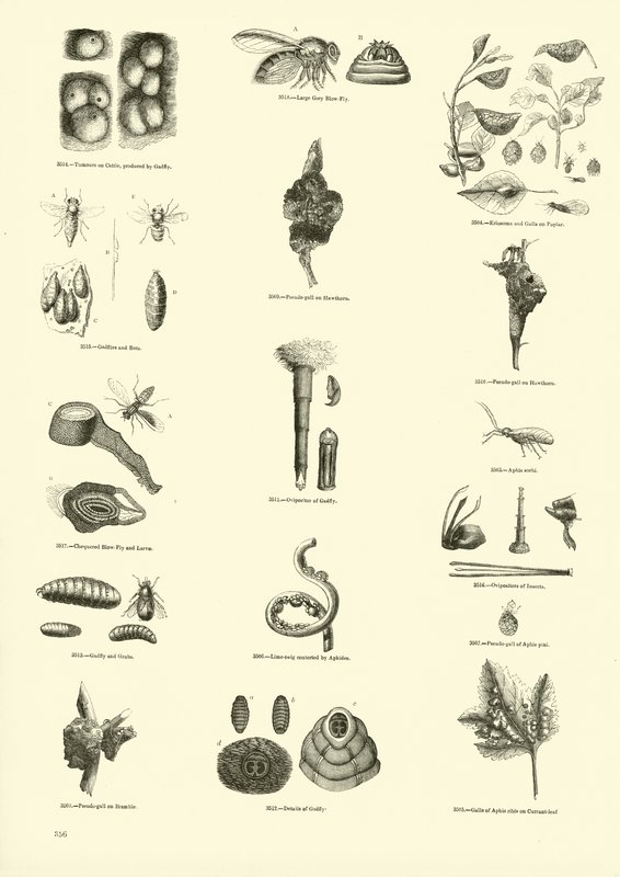 Seite aus dem Bildmuseum der belebten Natur von English School