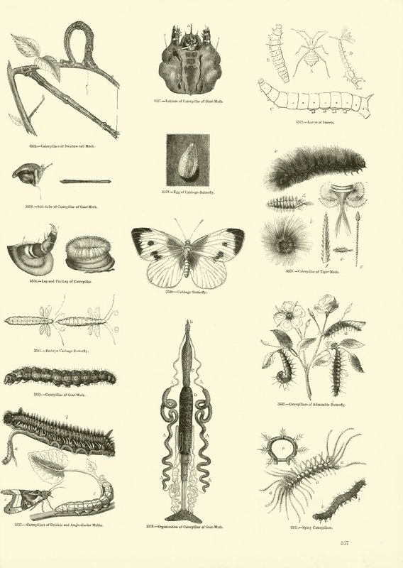 Seite aus dem Bildmuseum der belebten Natur von English School