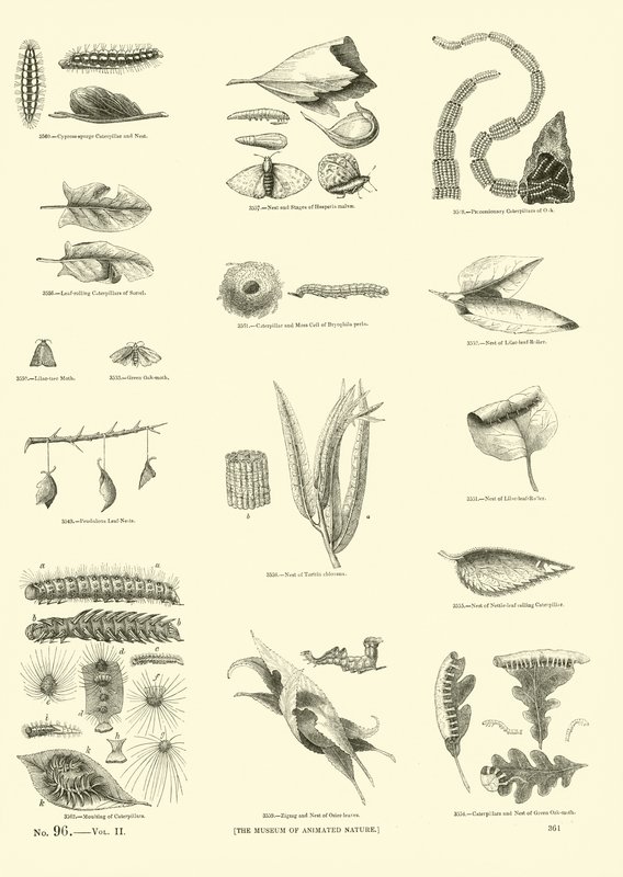 Seite aus dem Bildmuseum der belebten Natur von English School