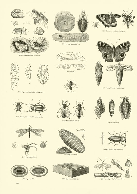 Seite aus dem Bildmuseum der belebten Natur von English School