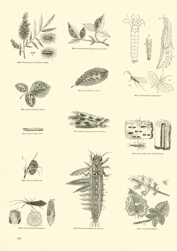 Seite aus dem Bildmuseum der belebten Natur von English School