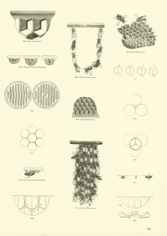 Seite aus dem Bildmuseum der belebten Natur von English School