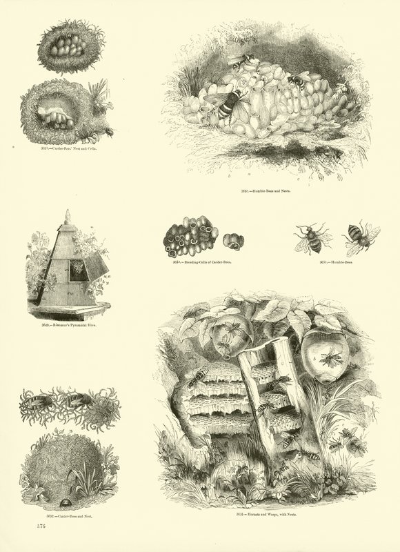 Seite aus dem Bildmuseum der belebten Natur von English School