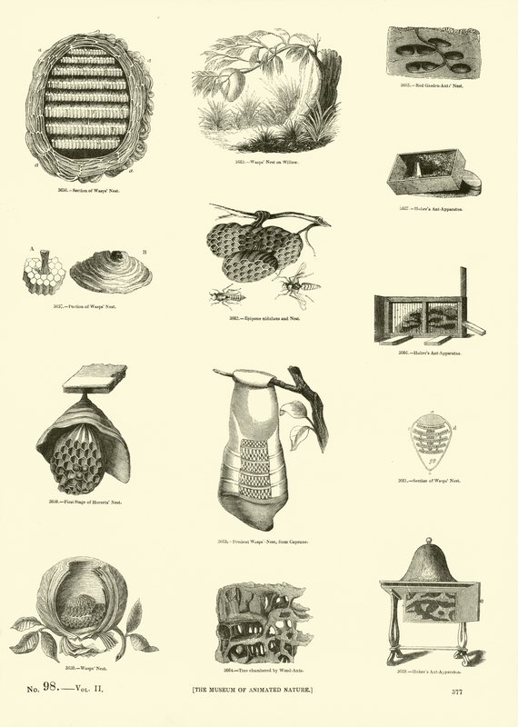 Seite aus dem Bildmuseum der belebten Natur von English School