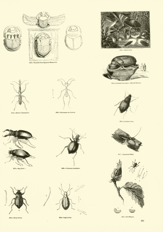 Seite aus dem Bildmuseum der belebten Natur von English School
