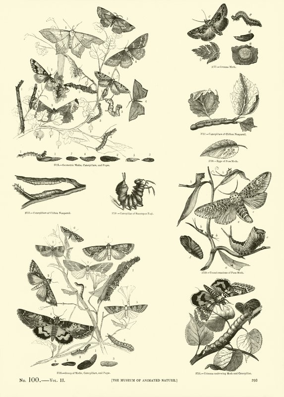 Seite aus dem Bildmuseum der belebten Natur von English School