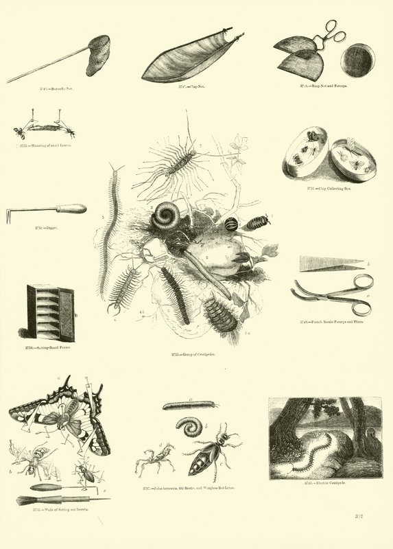Seite aus dem Bildmuseum der belebten Natur von English School