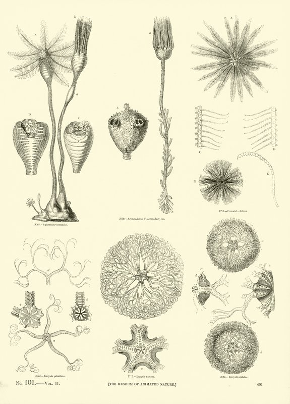Seite aus dem Bildmuseum der belebten Natur von English School