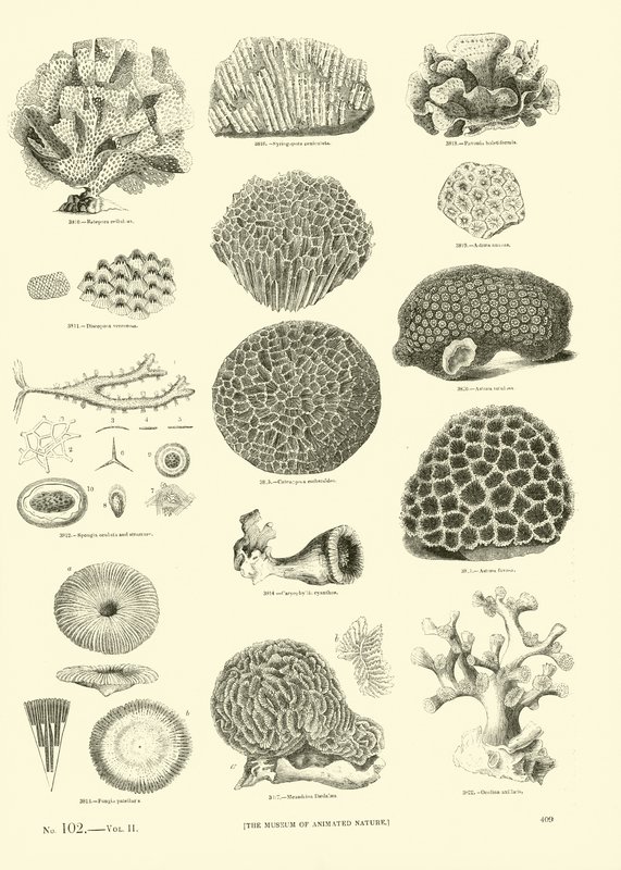 Seite aus dem Bildmuseum der belebten Natur von English School