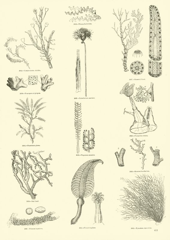 Seite aus dem Bildmuseum der belebten Natur von English School