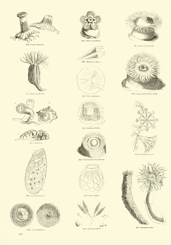 Seite aus dem Bildmuseum der belebten Natur von English School
