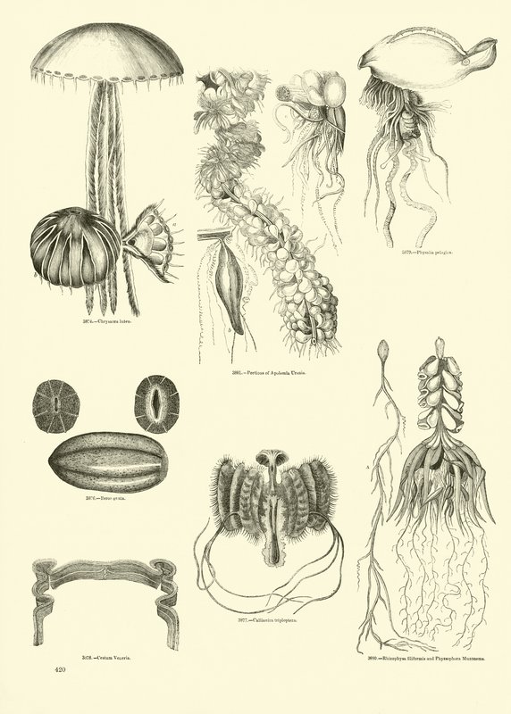 Seite aus dem Bildmuseum der belebten Natur von English School