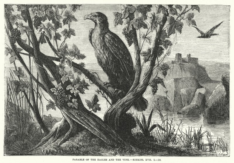 Gleichnis von den Adlern und dem Weinstock, Ezechiel XVII von English School