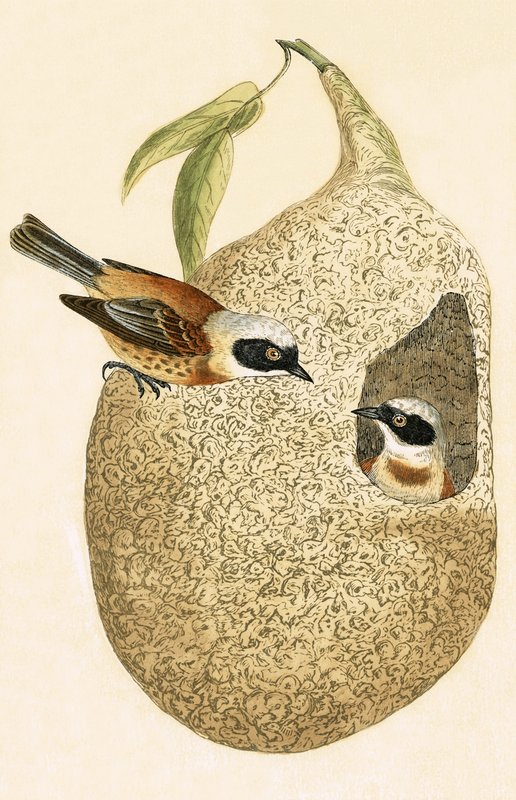 Beutelmeise, Illustration aus 