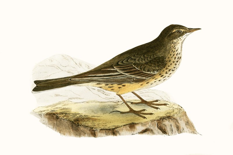 Pennsylvanischer Pieper, Illustration aus 