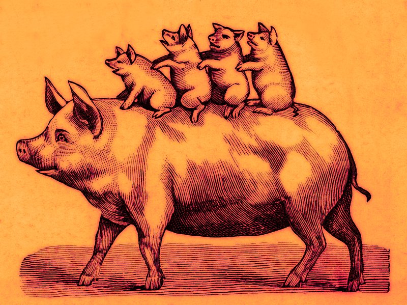 Schwein mit seinen Ferkeln, Illustration aus Coles Lustiges Bilderbuch (digital verbessert) von English School