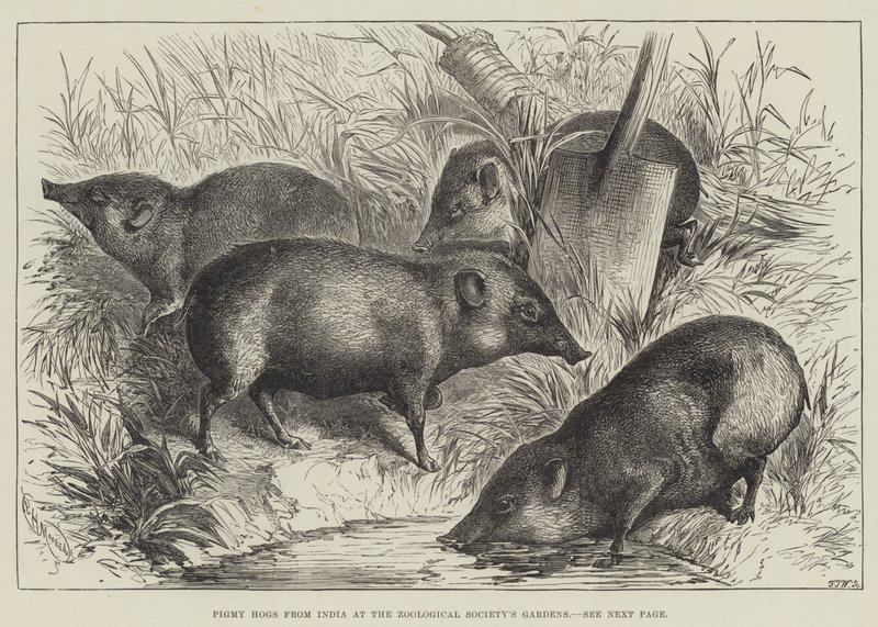 Zwergschweine aus Indien im Garten der Zoologischen Gesellschaft von English School