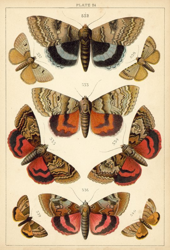 Tafel aus Unseres Landes Schmetterlinge und Motten von English School