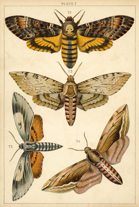 Tafel aus Unseres Landes Schmetterlinge und Motten (Chromolithografie) von English School