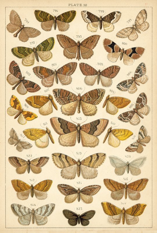 Tafel aus Unseres Landes Schmetterlinge und Motten (Chromolithografie) von English School