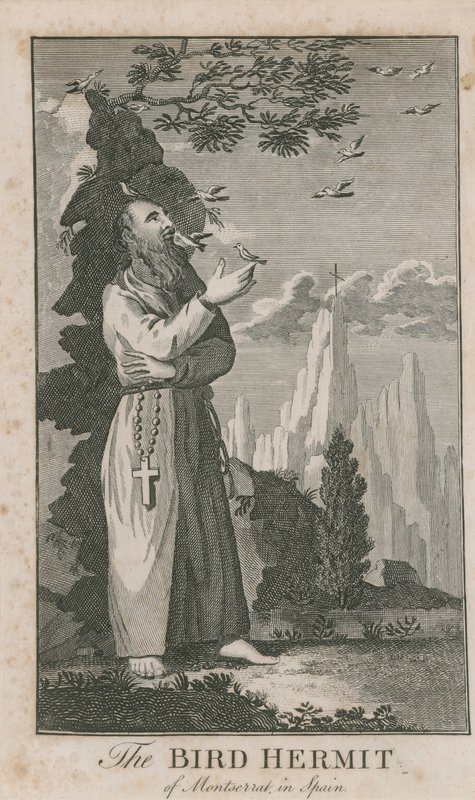 Porträt des Vogel-Einsiedlers von Montserrat von English School