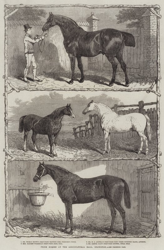 Preispferde in der Agricultural Hall, Islington (Gravur) von English School