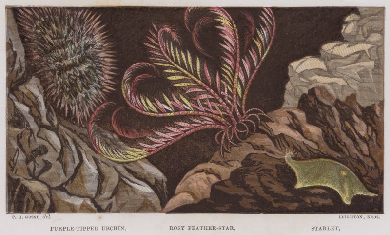 Purpurspitzen-Seeigel, Rosiger Federstern, Sternchen von English School
