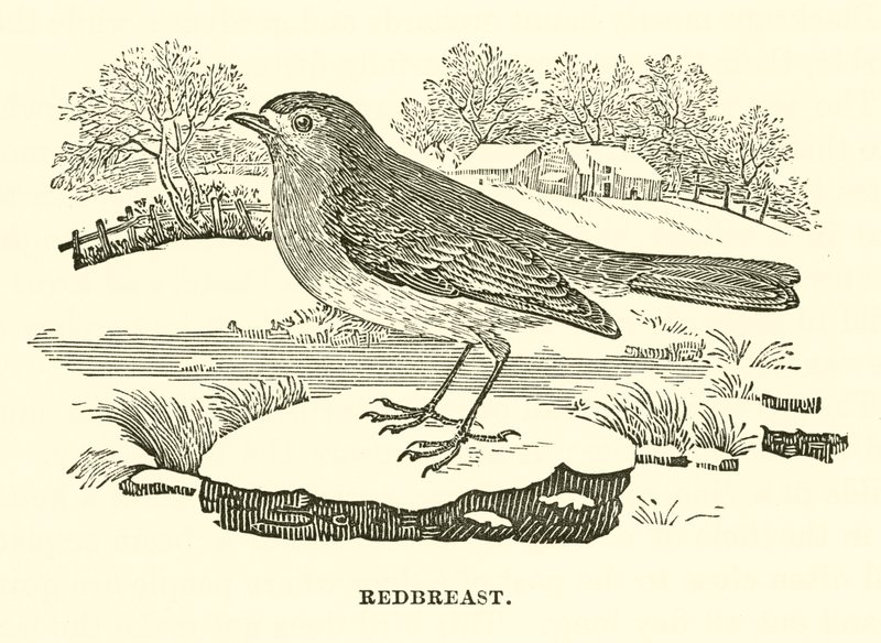 Rotkehlchen (Gravur) von English School