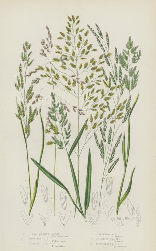Schilf-Wiesen-Gras, Schwimmendes Wiesen-Gras, Kriechendes See-Wiesen-Gras, Reflex-Wiesen-Gras (Farblithografie) von English School