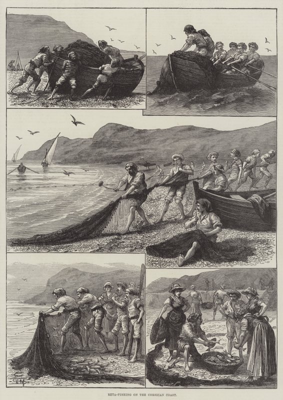 Reta-Fischen an der korsischen Küste von English School
