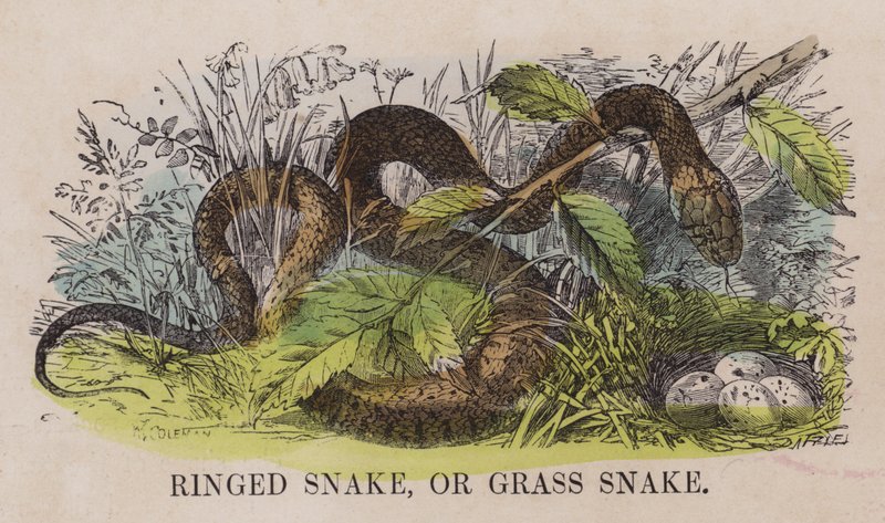Ringelnatter oder Grasnatter (farbige Gravur) von English School