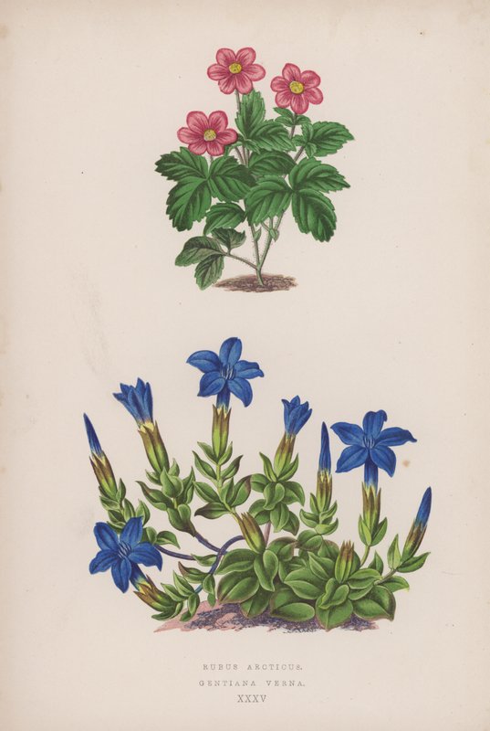 Rubus Arcticus; Gentiana Verna von English School