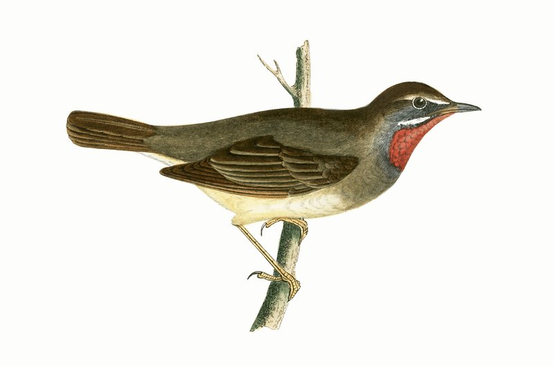 Rubinkehl-Waldsänger, Illustration aus 