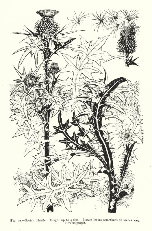 Schottische Distel; Höhe bis zu 4 Fuß; Untere Blätter manchmal 18 Zoll lang; Blüten lila (Stich) von English School