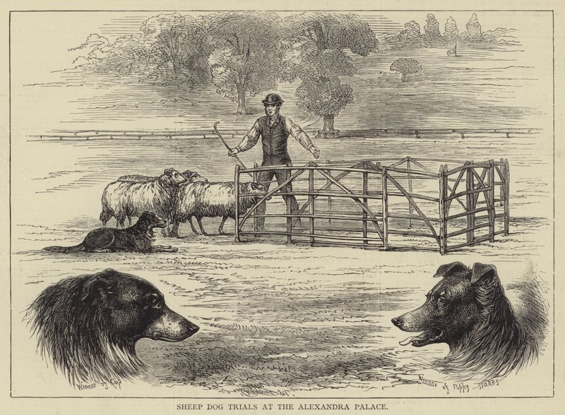 Schafhundewettbewerbe im Alexandra Palace (Gravur) von English School