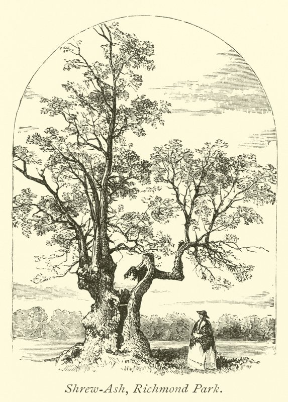 Shrew-Ash, Richmond Park von English School