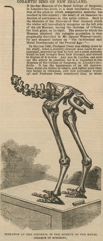 Skelett des Dinornis, ein riesiger Vogel aus Neuseeland von English School