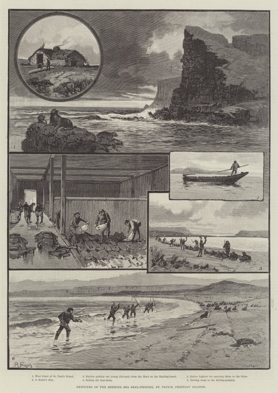 Skizzen der Beringsee-Robbenfischerei, St. Pauls, Pribylov-Inseln von English School