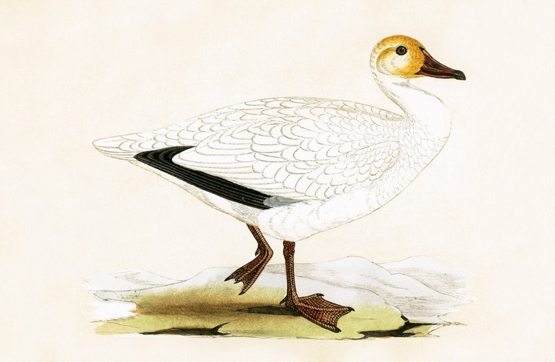 Schneegans, Illustration aus 