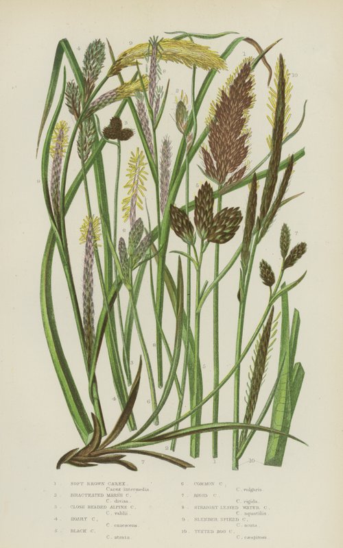 Weiches Braunes Carex, Brakteiertes Sumpf-Carex, Dichtköpfiges Alpen-Carex, Graues Carex, Schwarzes Carex von English School