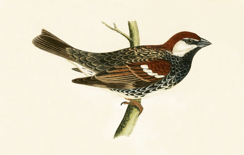 Spanischer Spatz, Illustration aus 