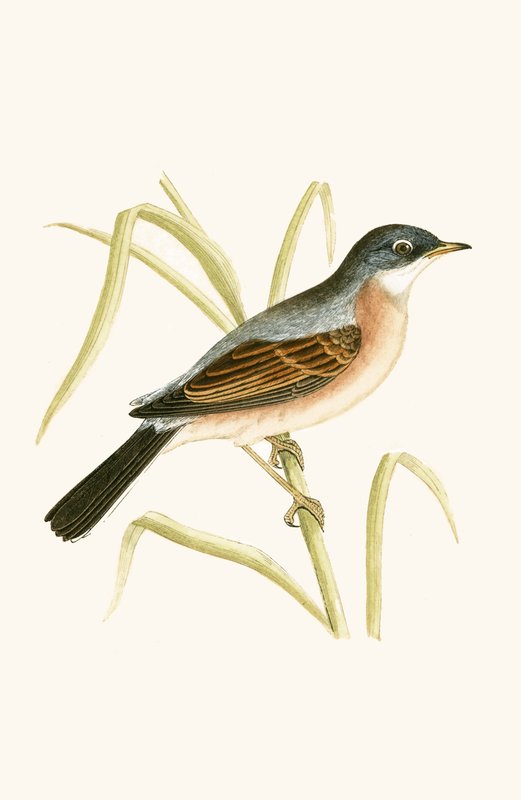 Brillengrasmücke, Illustration aus 