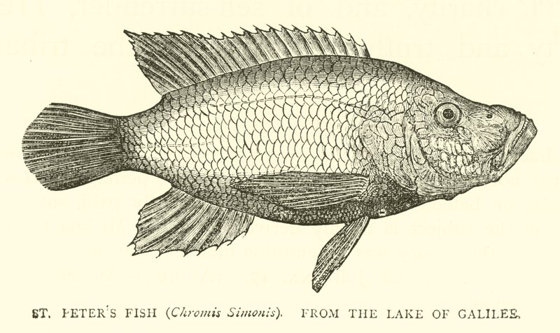 St. Petersfisch (Chromis Simonis) aus dem See Genezareth von English School